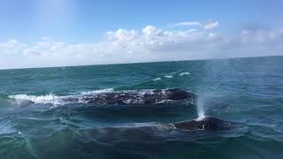 Whales in Baja California