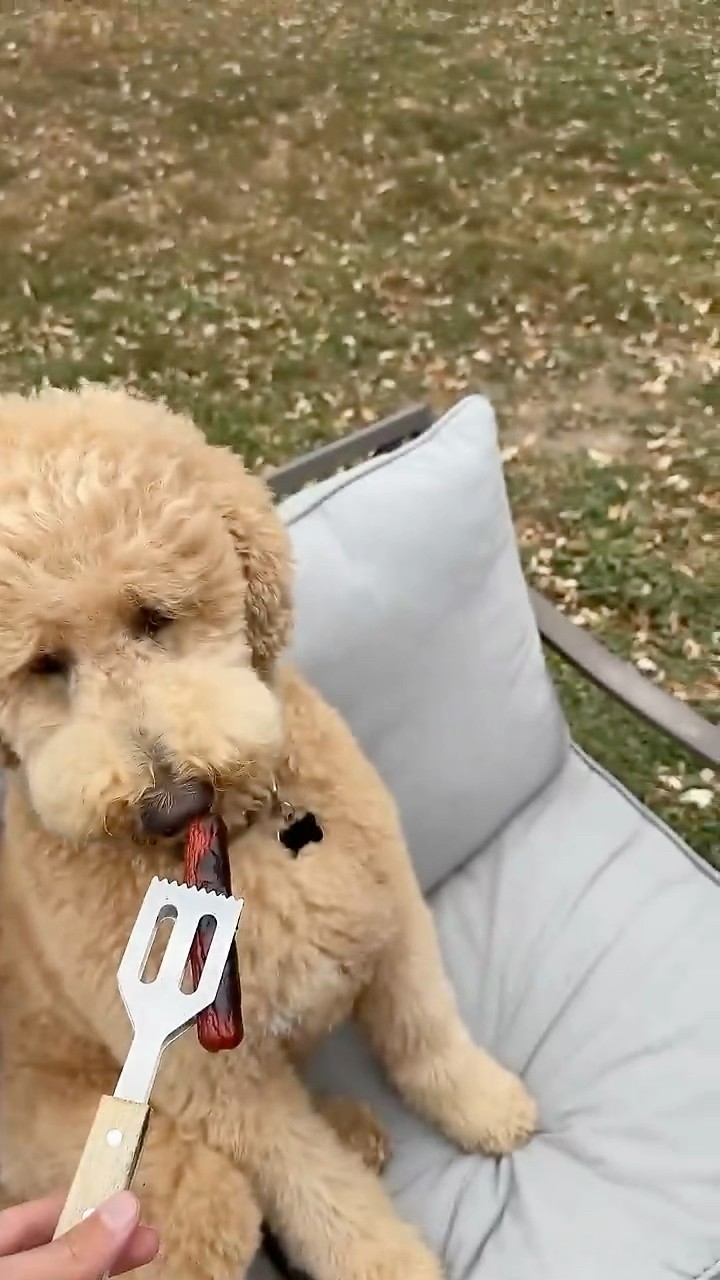 #JasonDeruloTV // Dog Love ? #GotPermissionToPost From @agirlandadoodle #HandsOnMe