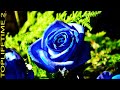 10 Flores Azules Más Hermosas Del Mundo