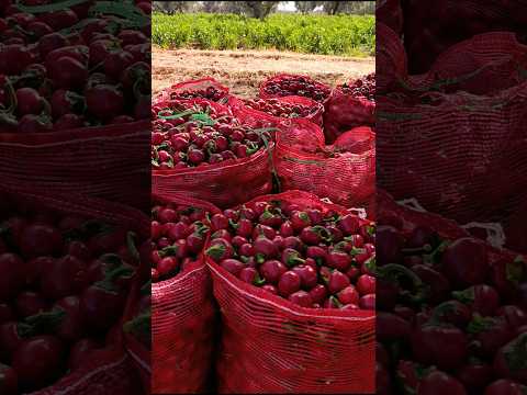 أرباح هائلة بأقل التكاليف زراعة النيورة