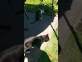 #katzen