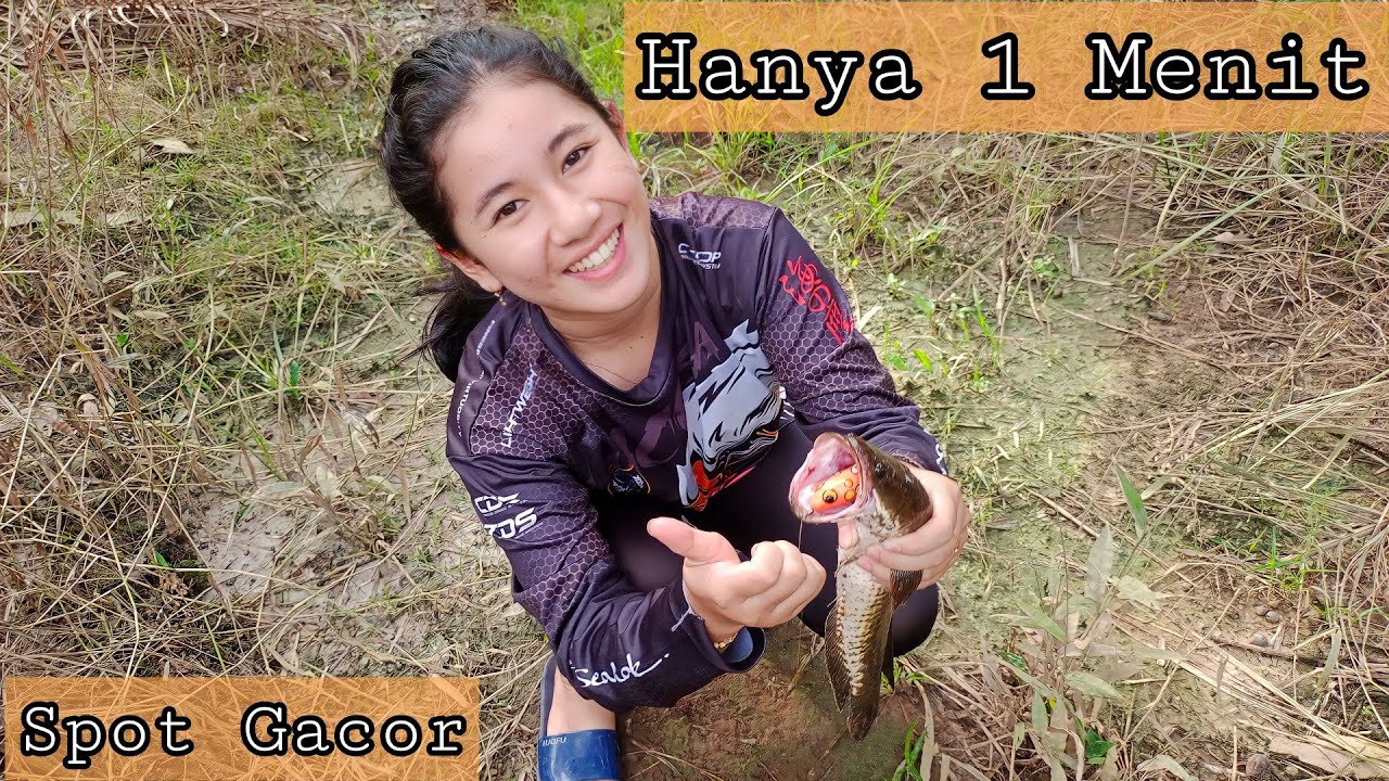 Hanya 1 menit umpan langsung disambar gabus, spot gacor || Aura Pawita casting gabus