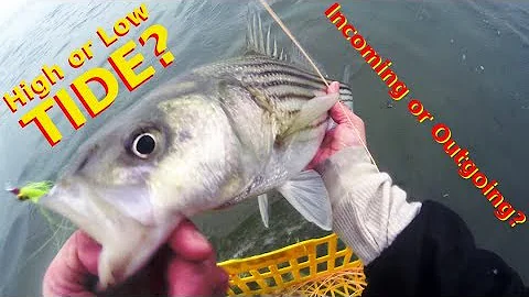 Jak prořezávat rybíz?
