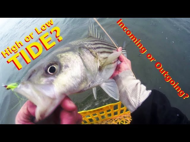 High or Low Tide? - The BEST TIME to CATCH STRIPED BASS - Incoming or  Outgoing Water? 