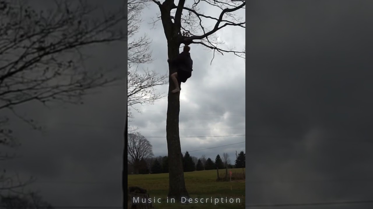 I Don't Need the Branches...