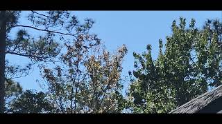 N761CA P28A flying from KJAX 