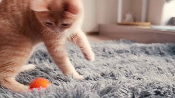 Cheerble: Keep your cat entertained from dawn to dusk