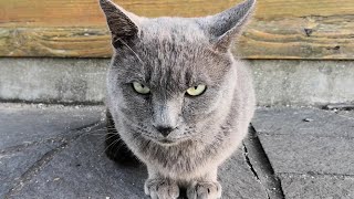 公園で某youtubeチャンネルのあの猫を見掛けたので勇気を出してモフモフしてみた