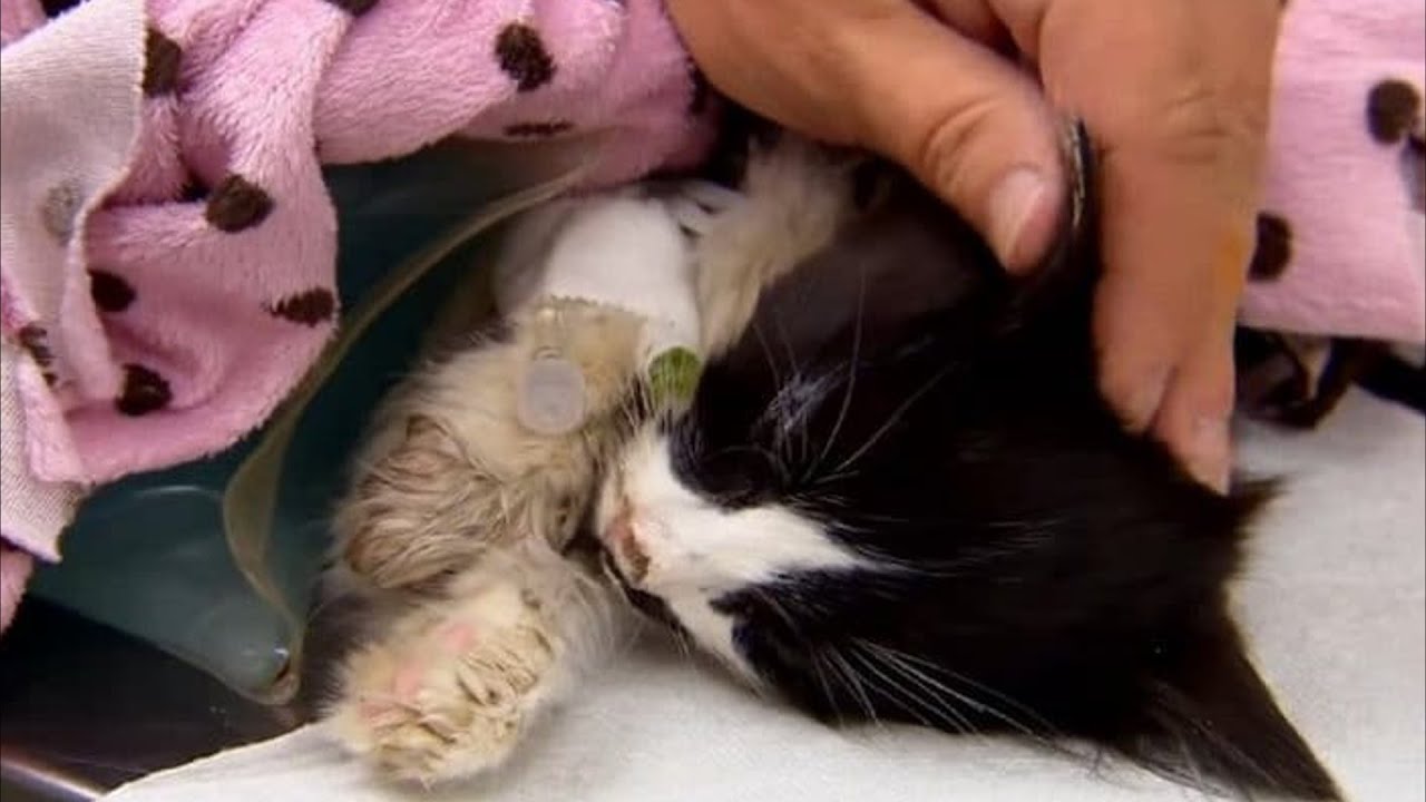 картинки на рабочий стол с котами. рахит у котят. спящий кот. лежит не двигается кошка. котенок лежит.