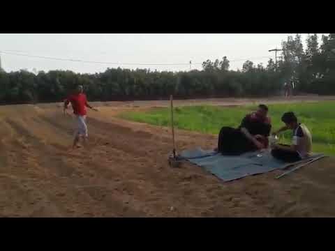 تقليد صوت التيس