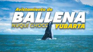 Nuquí: An Unmissable Paradise in Colombia! | Complete Guide Part 2 🐳