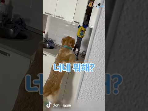 귀여운 합동 작전ㅋㅋㅋ