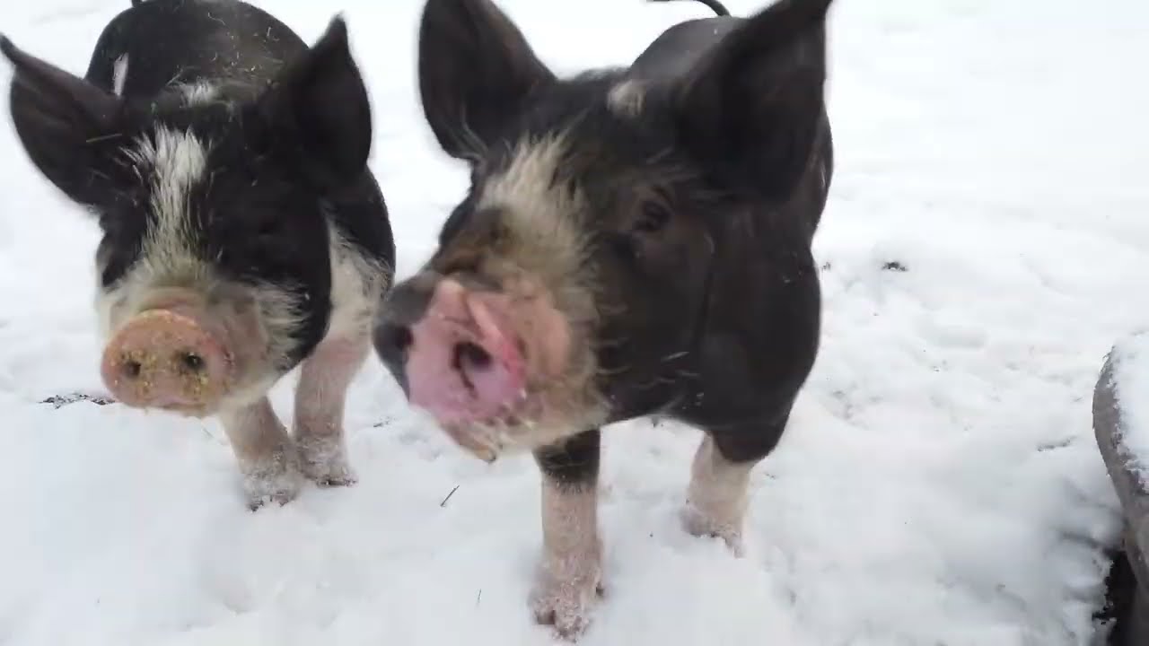 Harmony Hill Farmstead | Meet the Maker