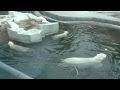 Simona the polar bear and her 8-month-old twin cubs at Moscow Zoo