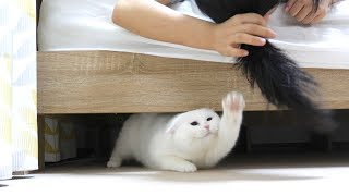 妹の髪の毛を狙ってベッド下から這い出るポムさん！