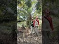 seru²an shooting dikebun sawit disutradarai oleh anakku 🤣 #berandayoutube #shoot #lucu #hiburan