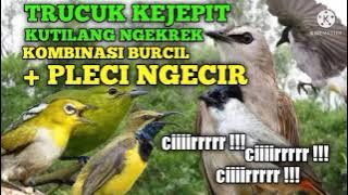 KUTILANG RIBUT PART 3 || kombinasi burung trucuk kejepit burcil dan pleci ngecir ampuh auto lengket
