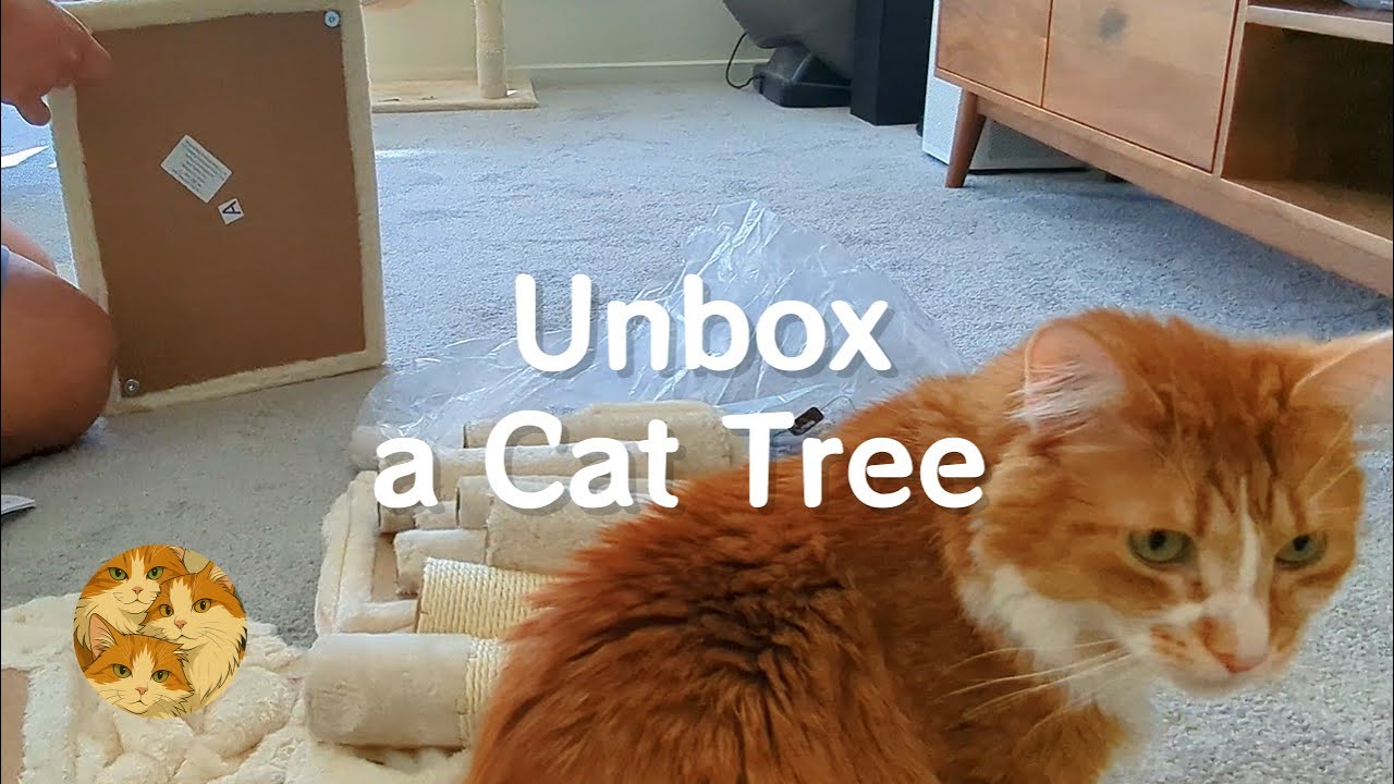 New Cat Tree Unboxing 新猫爬树开箱