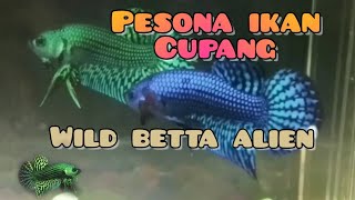 Download Lagu IKAN CUPANG ALIEN l WILD BETTA ALIEN MP3