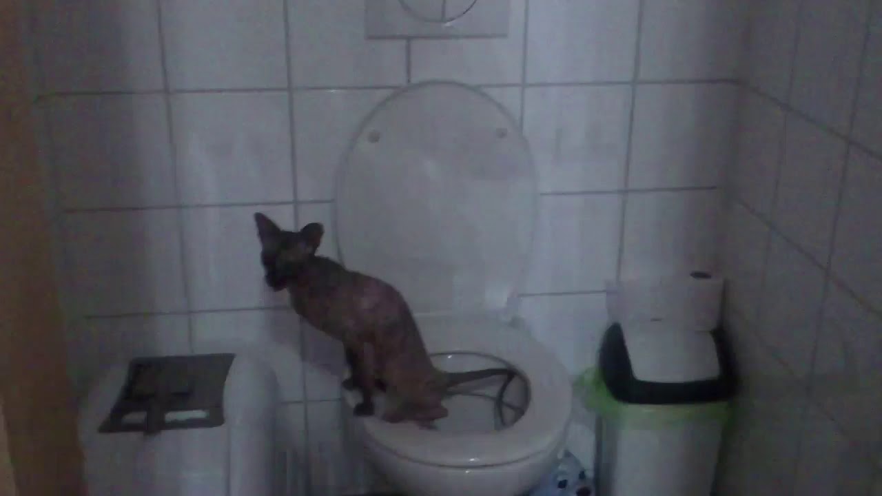 Katze Geht Alle Paar Minuten Aufs Klo Katze geht aufs WC - YouTube