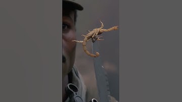 "Anytime." - Predator (1987)