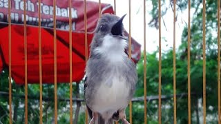 Ciblek kristal gacor ngebrem panjang