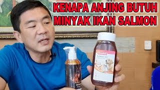 Download Lagu KENAPA ANJING BUTUH MINYAK IKAN SALMON ? MP3