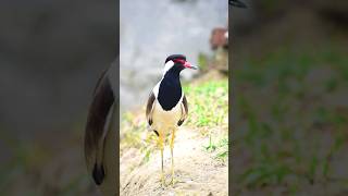 Red-wattled lapwing alarm call and sound.🦩🪶 #shorts #birds #wildlife #mygarden