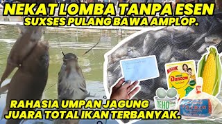 Umpan juara mancing ikan mas bahan dasar jagung ‼️ Tanpa esen raih juara juara total ikan terbanyak.