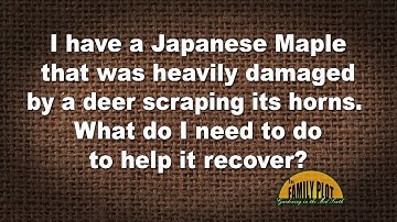 Q&A – I have a Japanese maple that was heavily damaged by a deer. What should I do?