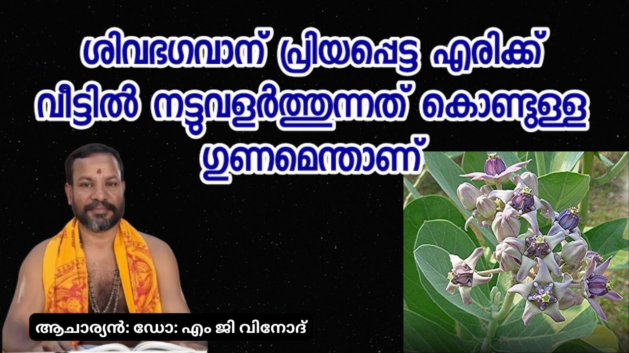 ശിവഭഗവാന്  പ്രിയപ്പെട്ട എരിക്ക് വീട്ടിൽ നിർബന്ധമായും നട്ടുവളർത്തണം കാരണമെന്ത്    