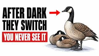 What Happens to Your Yard Geese at Night — You've Never Seen This