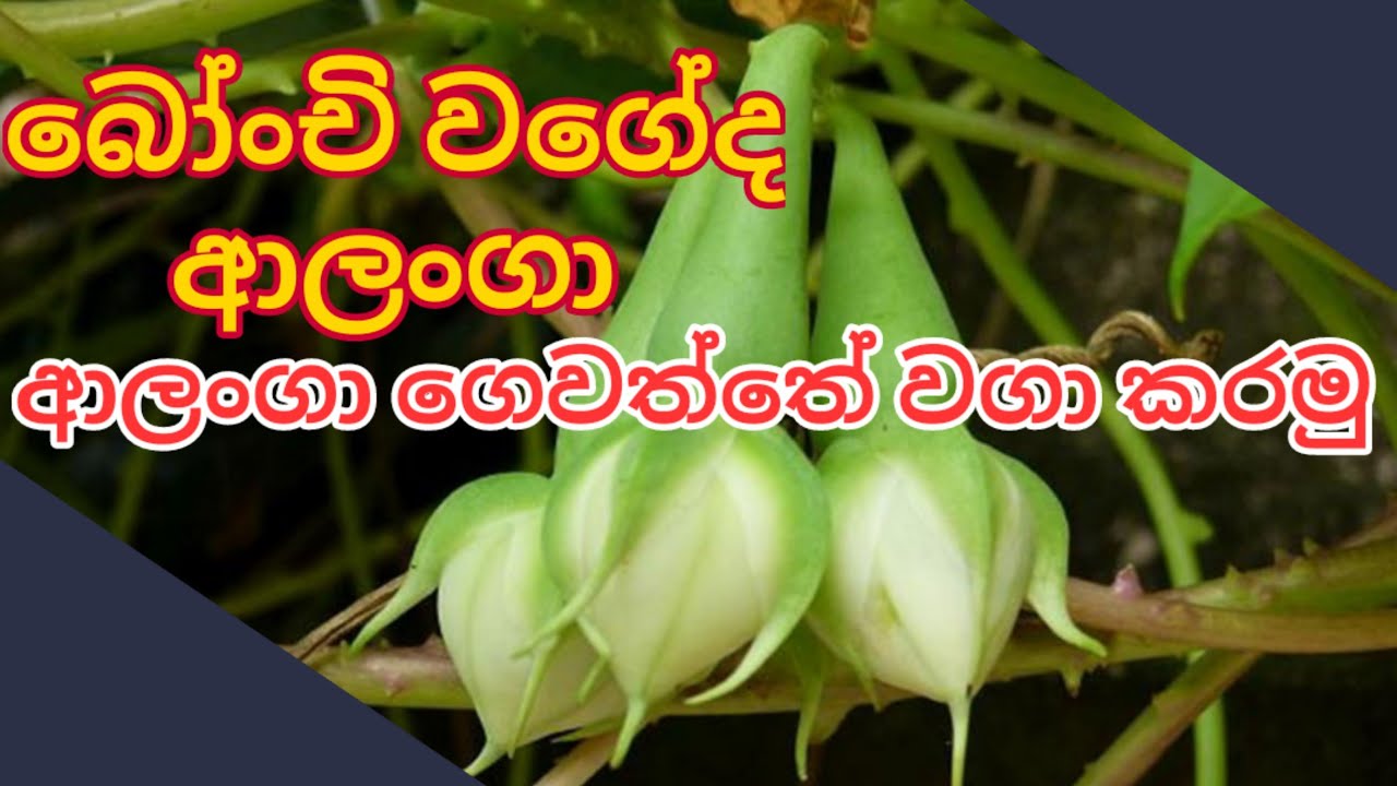 බෝංචි වෙනුවට ආලංගා  වවමු, Alanga Cultivation in Home Garden, Moon vine cultivation.