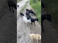 Assam Goat Farm | Assam Hill Goat পালন | Goat Farm in Assam | অসমৰ ছাগলী পালন 🐐🌿 17 June 2026
