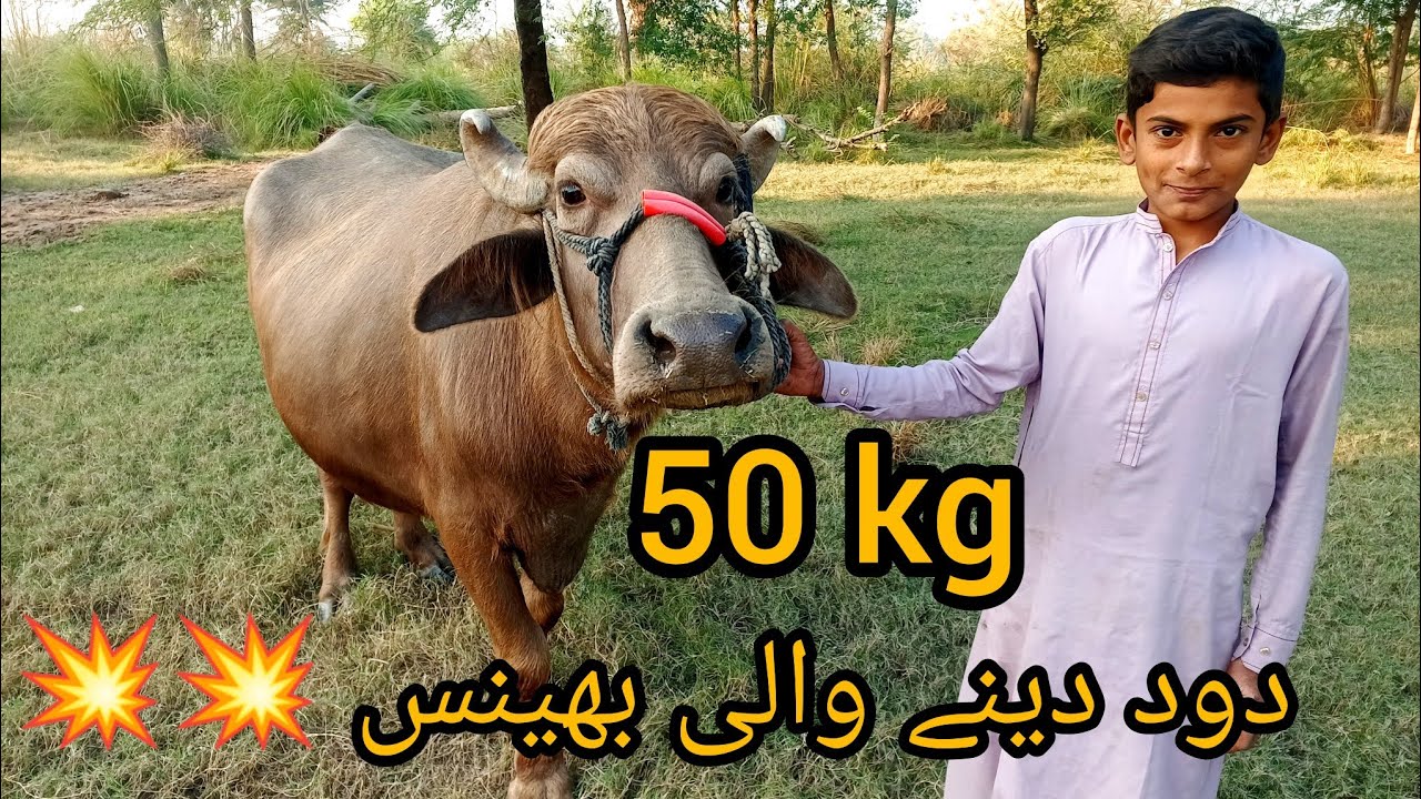 Bhens 50 kg dod deny wali bhens😮😮 - YouTube