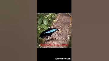 Брачный танец самца райской птицы!