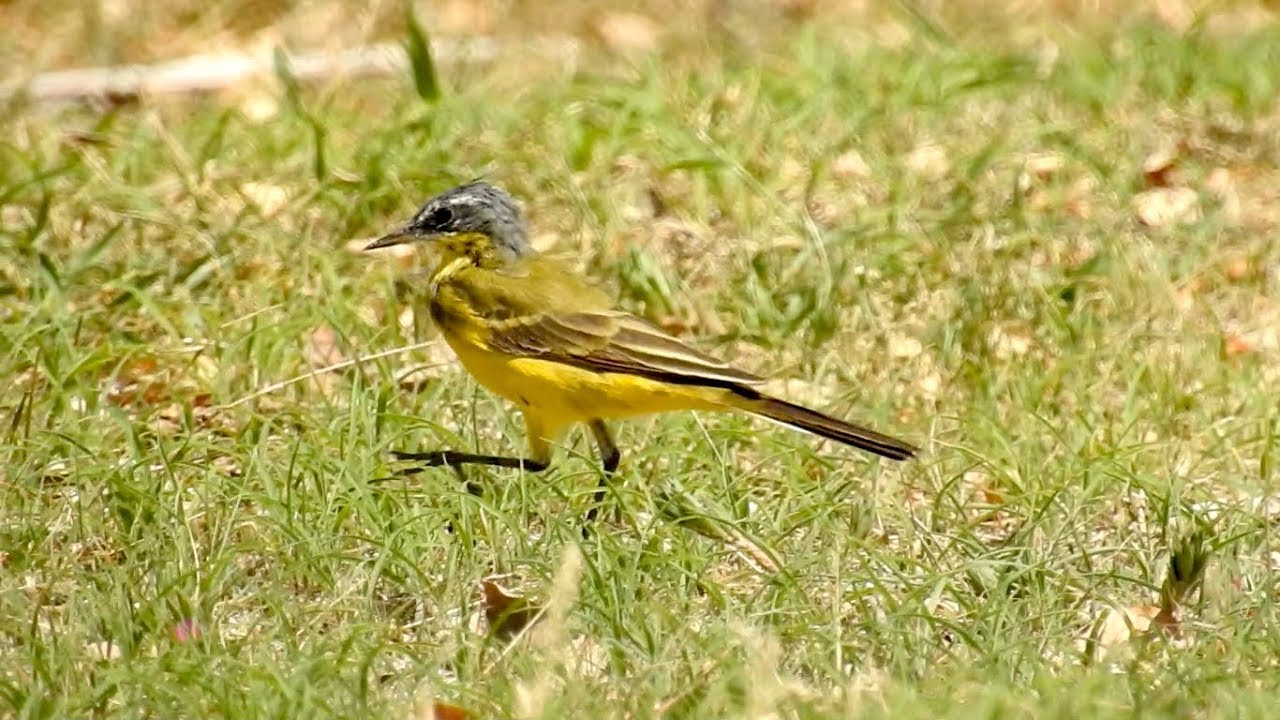 Eastern Yellow Wagtail (Ssp angarensis)