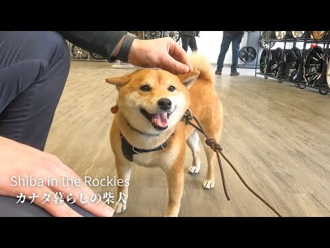 タイヤ屋で出会った店員さんにデレて耳ペタで寄り添う柴犬ナラ｜4K｜好みのタイプ？？