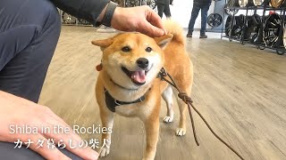 Shiba Inu is very clingy with a shop staff who she first met | 4K