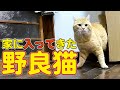 入ってきたぁ〜【野良猫】