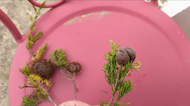 Cedar Apple Rust in rural Missouri
