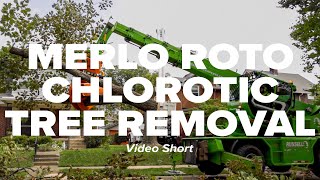 Using a Merlo Roto 50.30 S Plus to Remove a Chlorotic Red Oak Tree