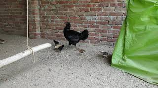 Chick's Breeding On Poultry Farm | Cute Chick's And His Mom