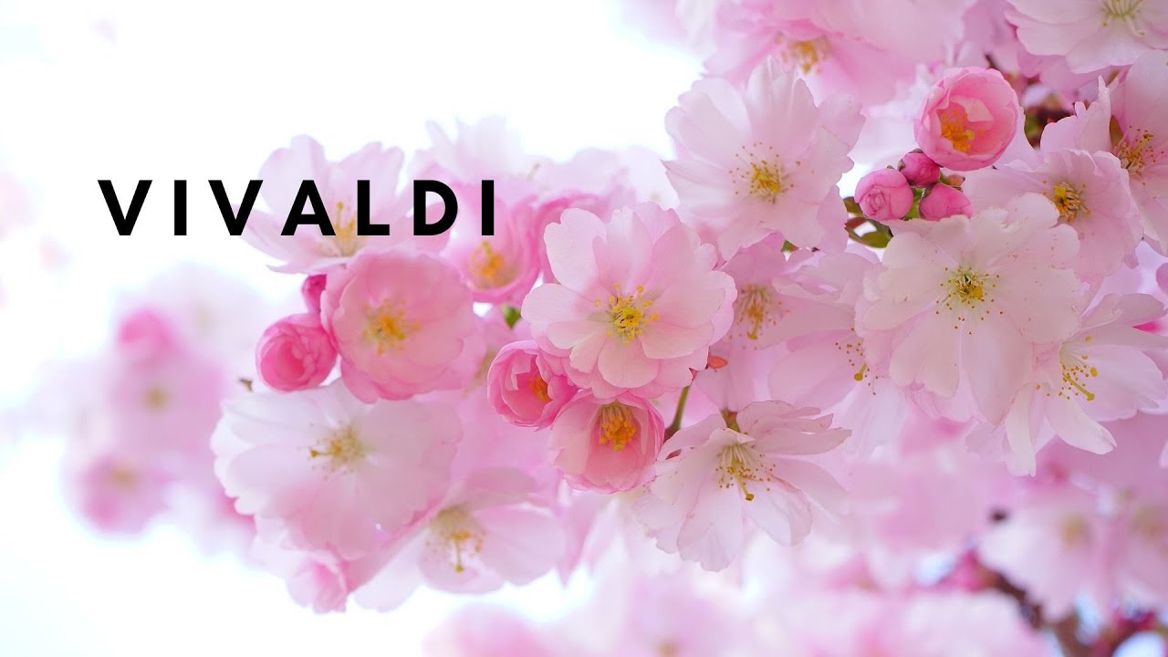Vivaldi Part 2💖Concerto Violin Flute Allegro Largo Adagio Stravaganza #relaxing #classicalmusic