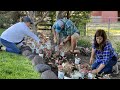 Planting Caladiums & Salvia in My Parent’s Garden! 🥰🌿💚// Garden Answer