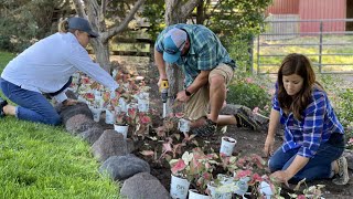 Planting Caladiums & Salvia in My Parent’s Garden! // Garden Answer