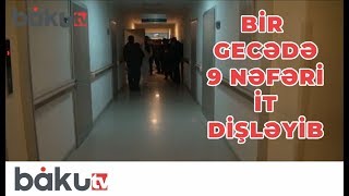 Lənkəranda Bir Gecədə 9 Nəfəri It Dişləyib