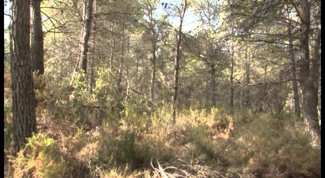 Villingordo, Siete Aguas