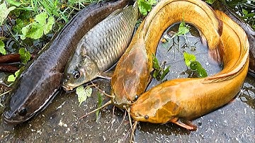 Bắt cá trê đồng, cá chép, cá vàng, cá quả, cá rô - các loại cá nước ngọt, cá sông
