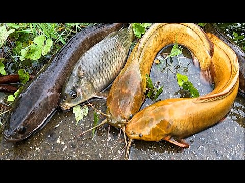 Catching walking catfish, carp, goldfish, snakehead fish, and climbing perch - various types of f...